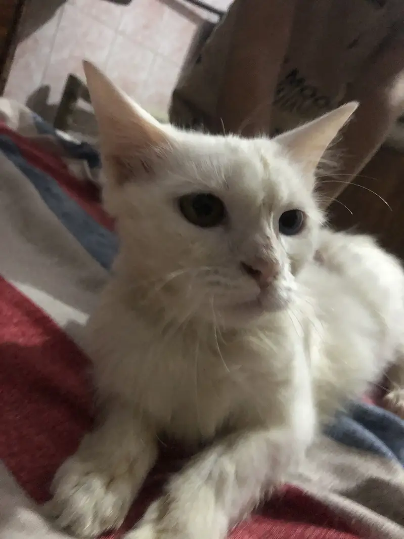 Persian cat for sale doll face active and playful kitten — photo 2