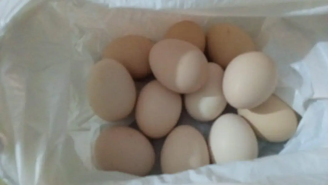 Desi Eggs Fresh - Tench Bhata - 760 Per Dozen — photo 3