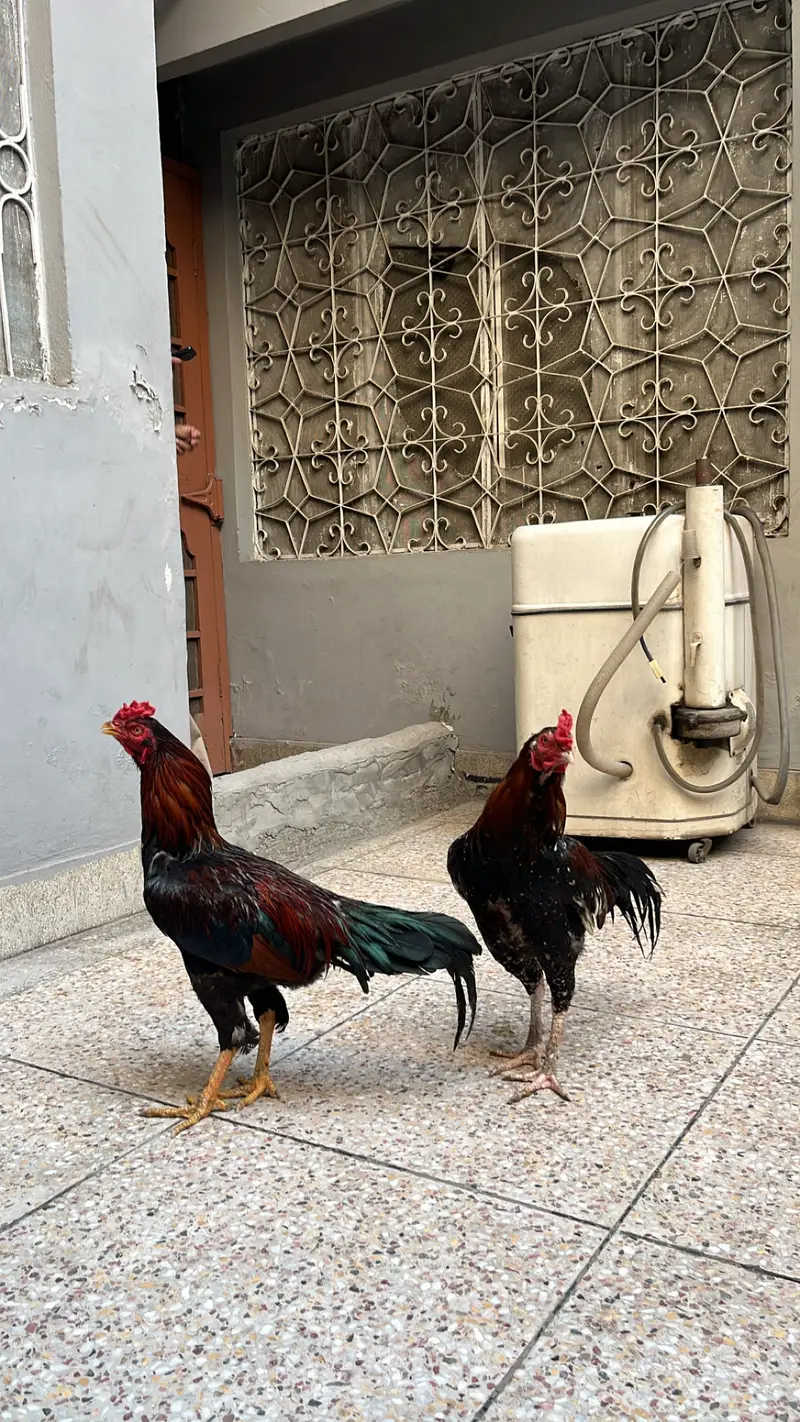 Aseel murgay — photo 3