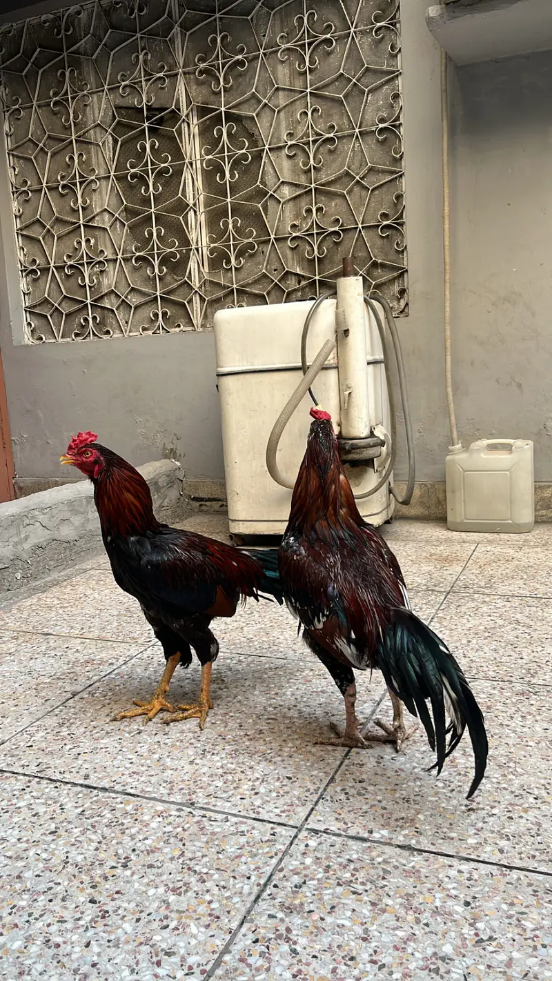 Aseel murgay — photo 5
