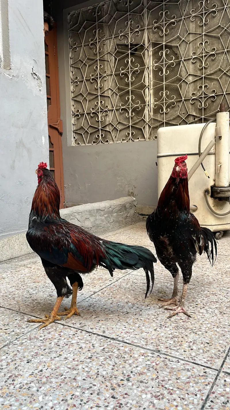 Aseel murgay — photo 6