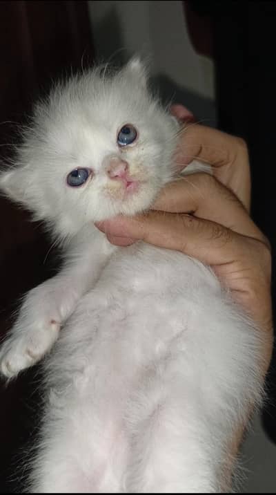 Persian Punch Face Blue Eyes Waite color Cat Baby For Sale 03054364606