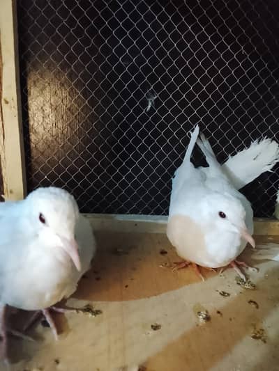 white dove