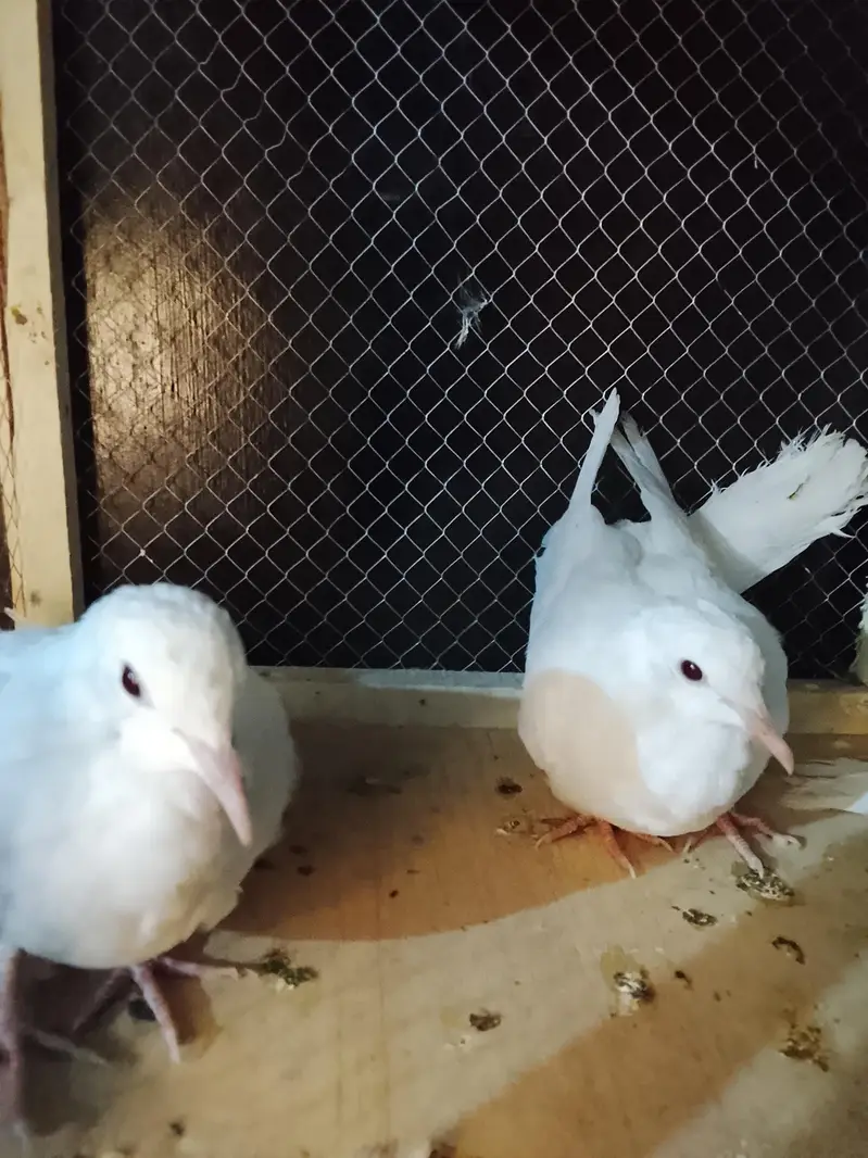 white dove
