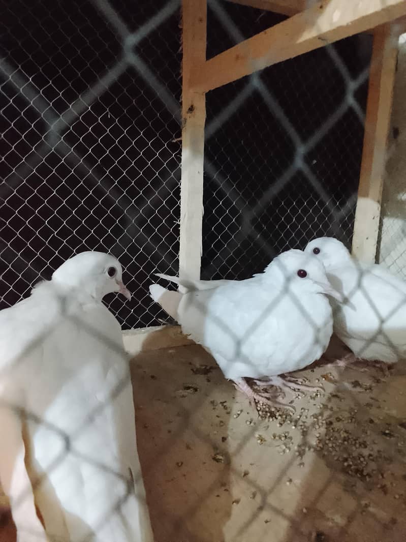 white dove 1