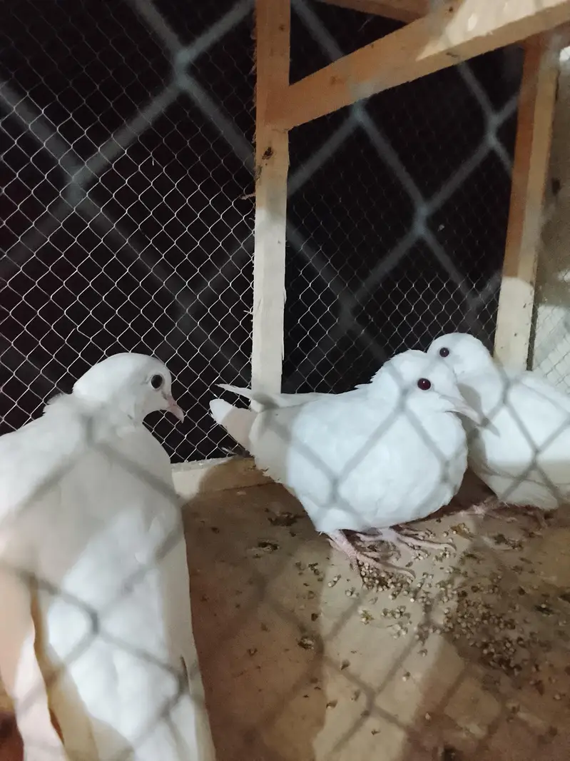 white dove — photo 2