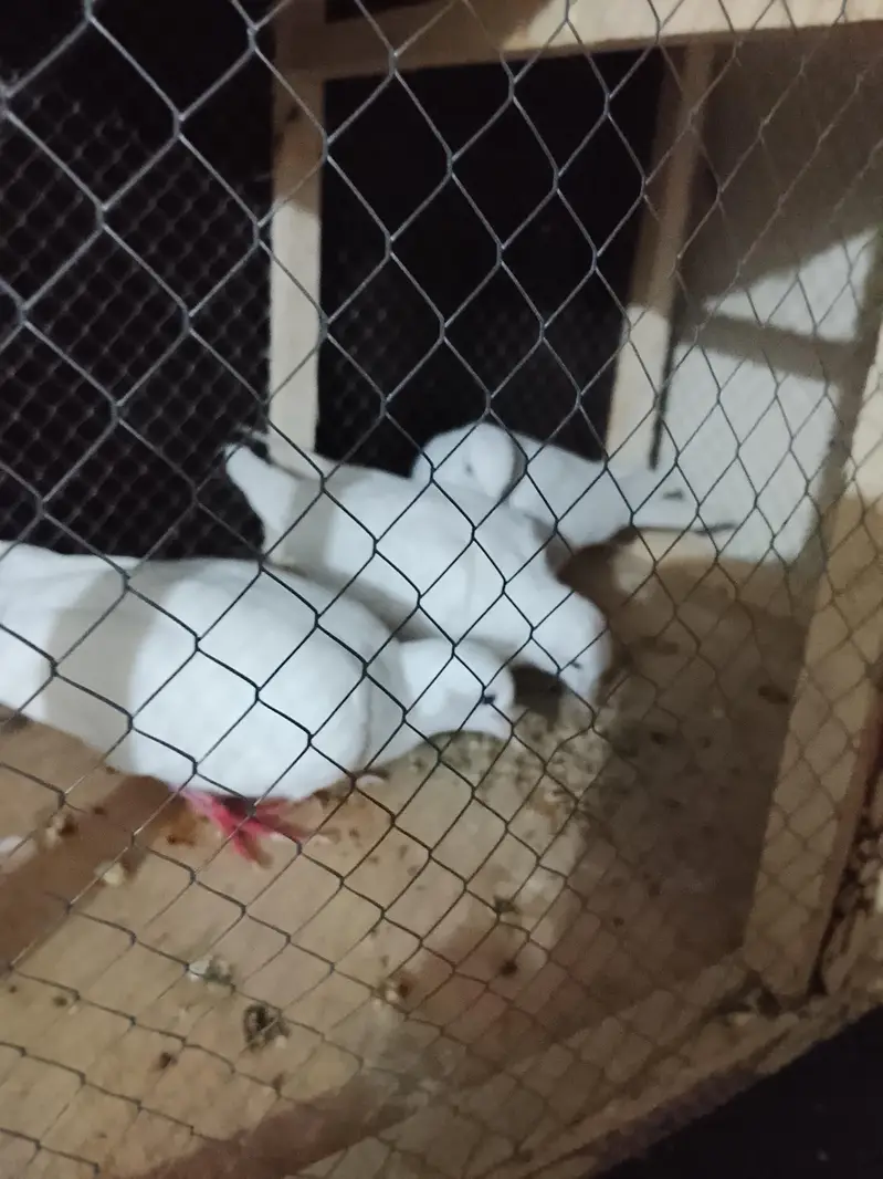 white dove — photo 3