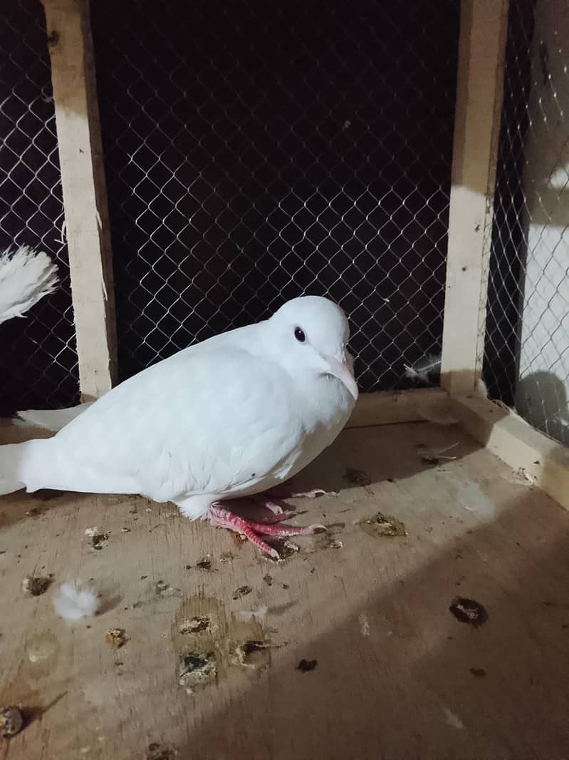 white dove 3