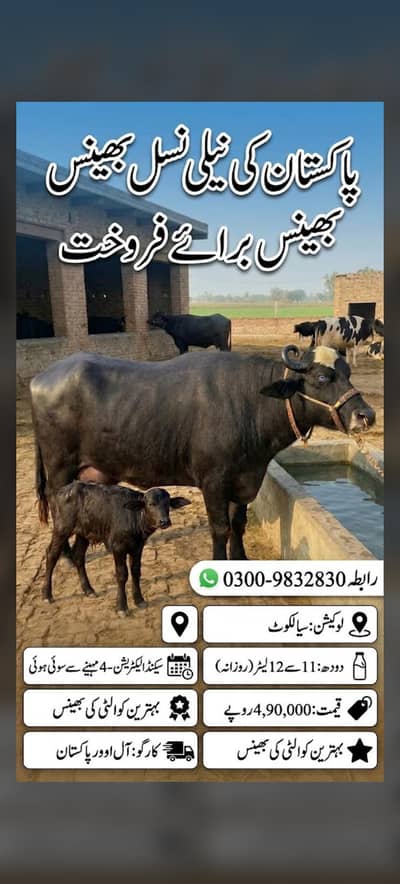 Nili nasal bhens for sale Rabta num 03009832830