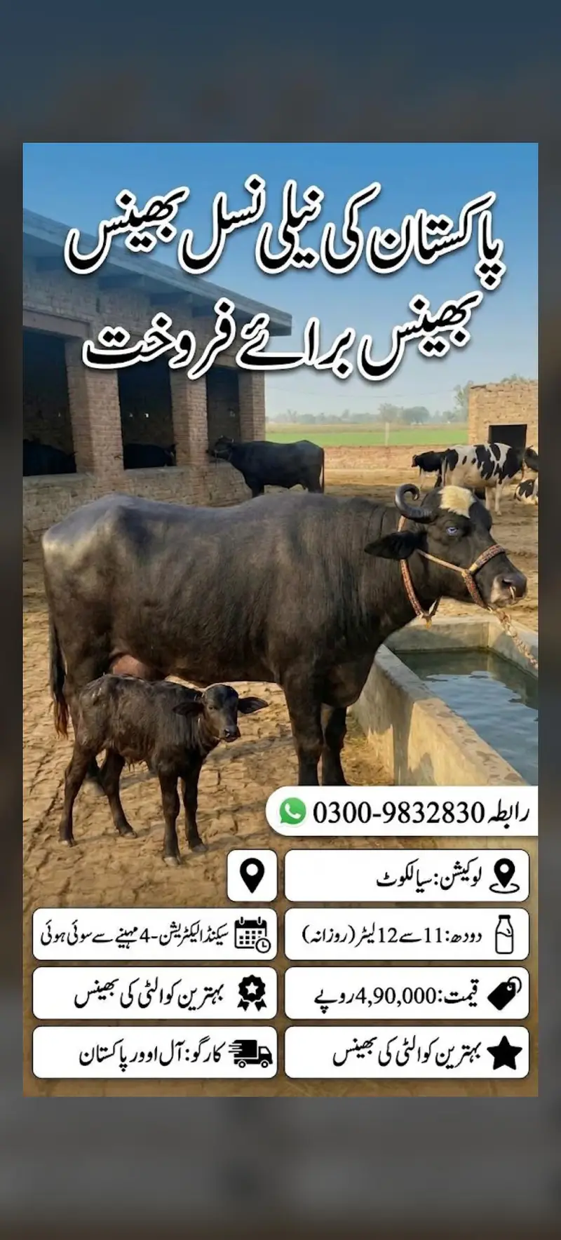Nili nasal bhens for sale Rabta num 03009832830