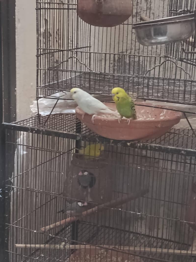 breeding Australia pair 0