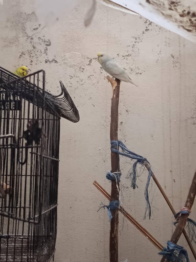 breeding Australia pair 1