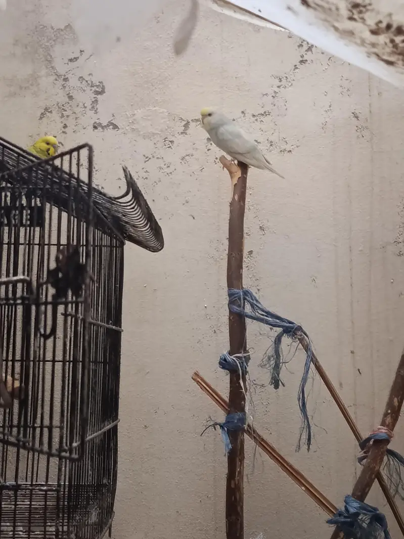 breeding Australia pair — photo 2