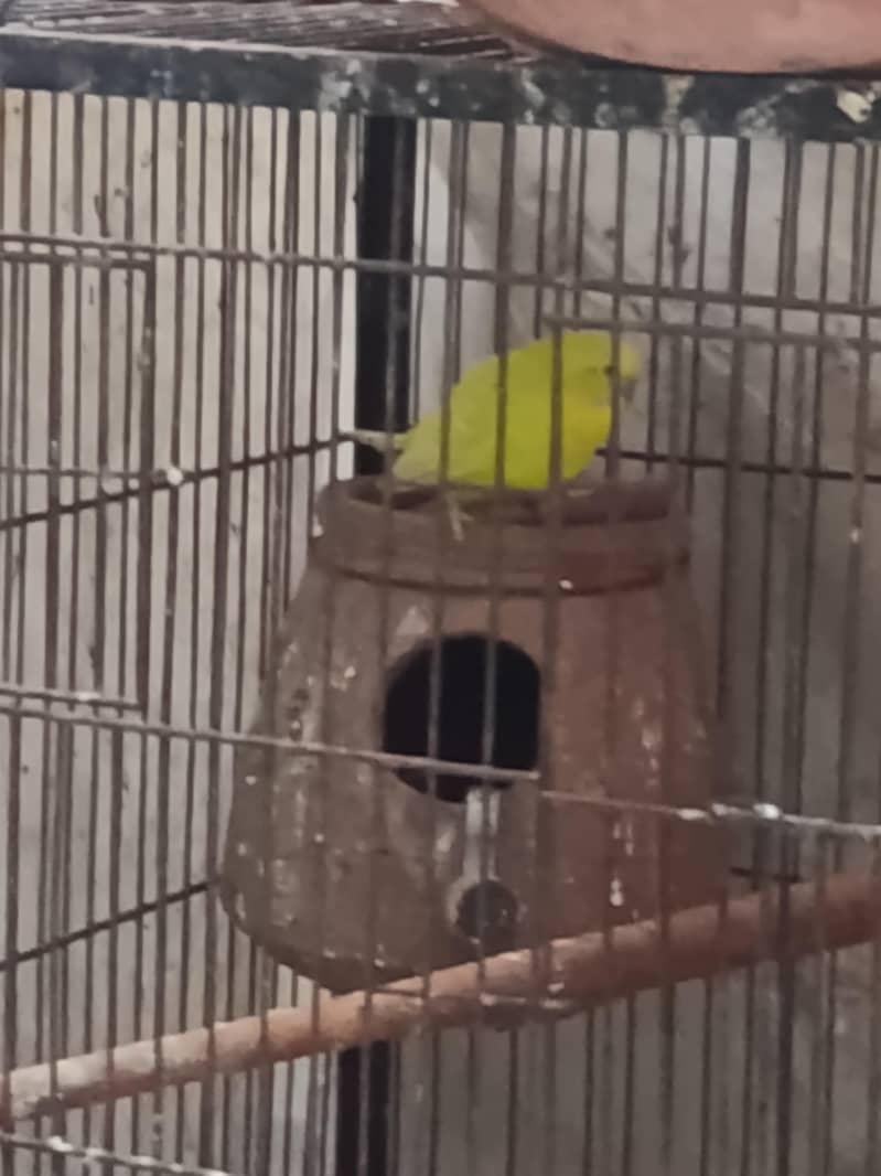 breeding Australia pair 2