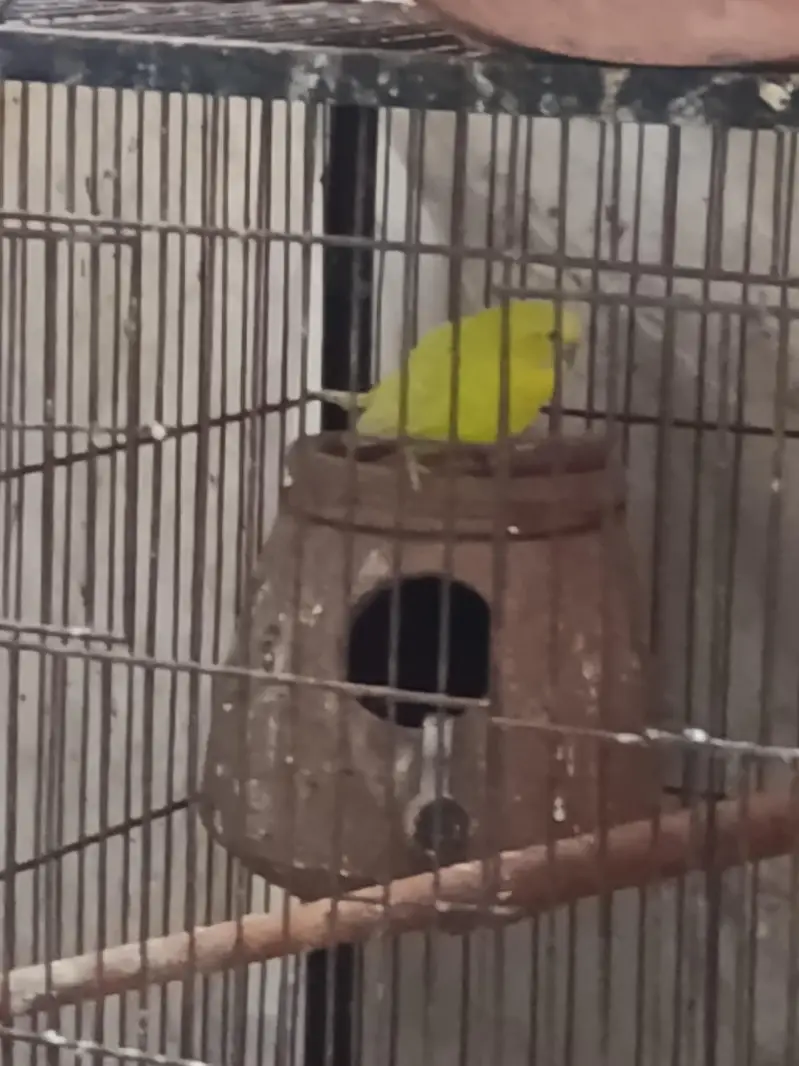 breeding Australia pair — photo 3
