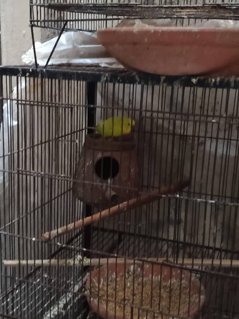 breeding Australia pair 3