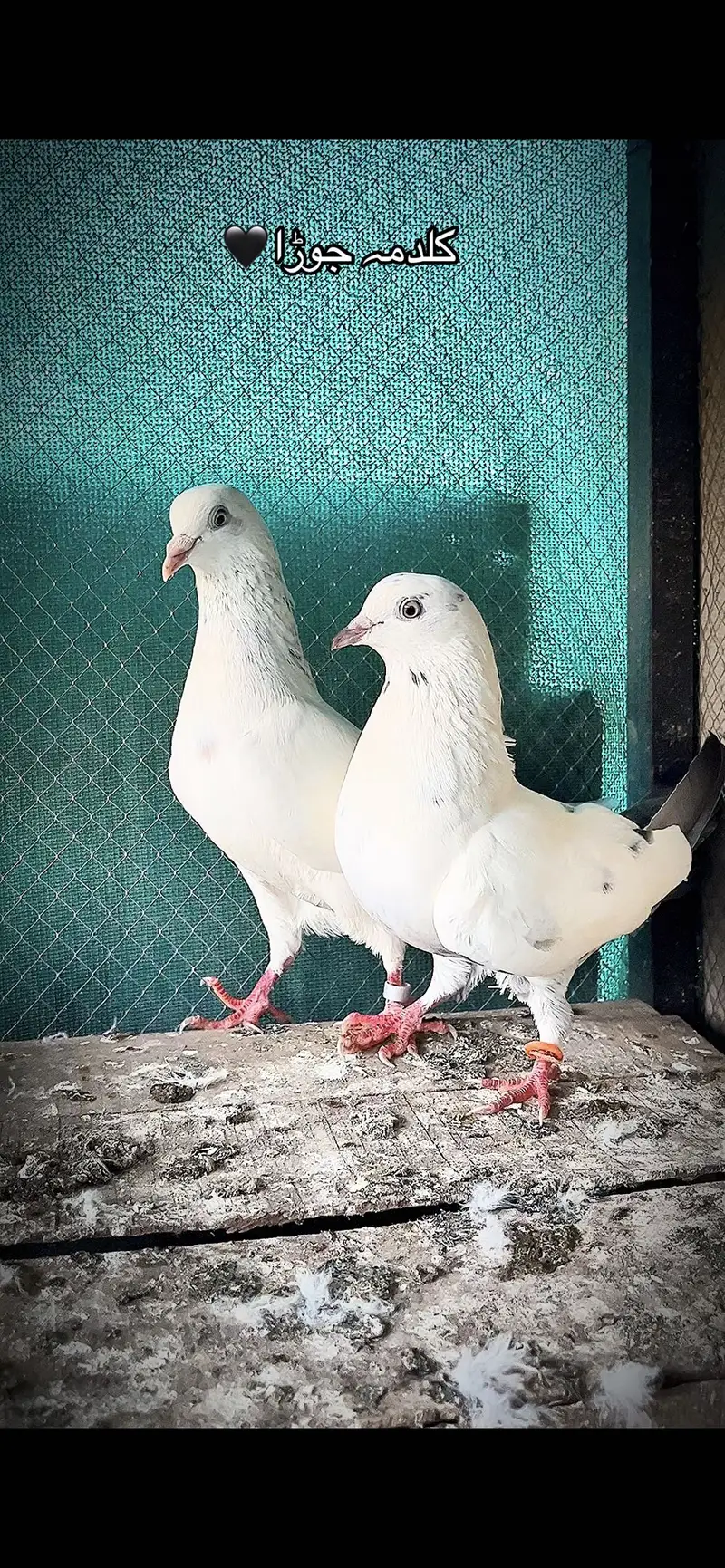 Waheshi kalduma pair for sale — photo 2