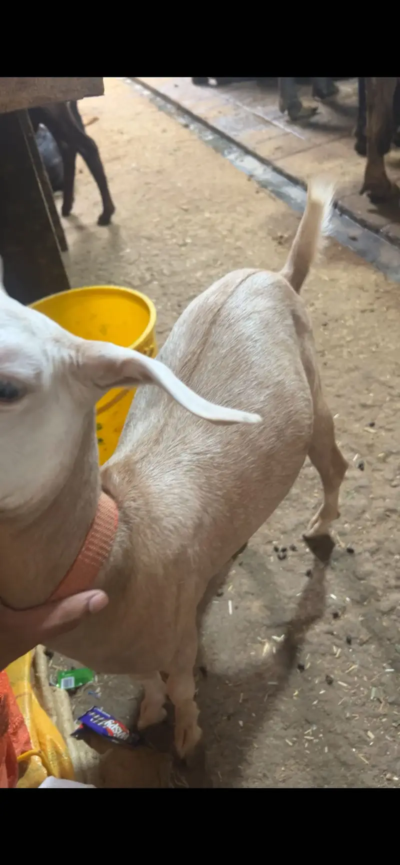 Tadi bakri for sell zero size ki