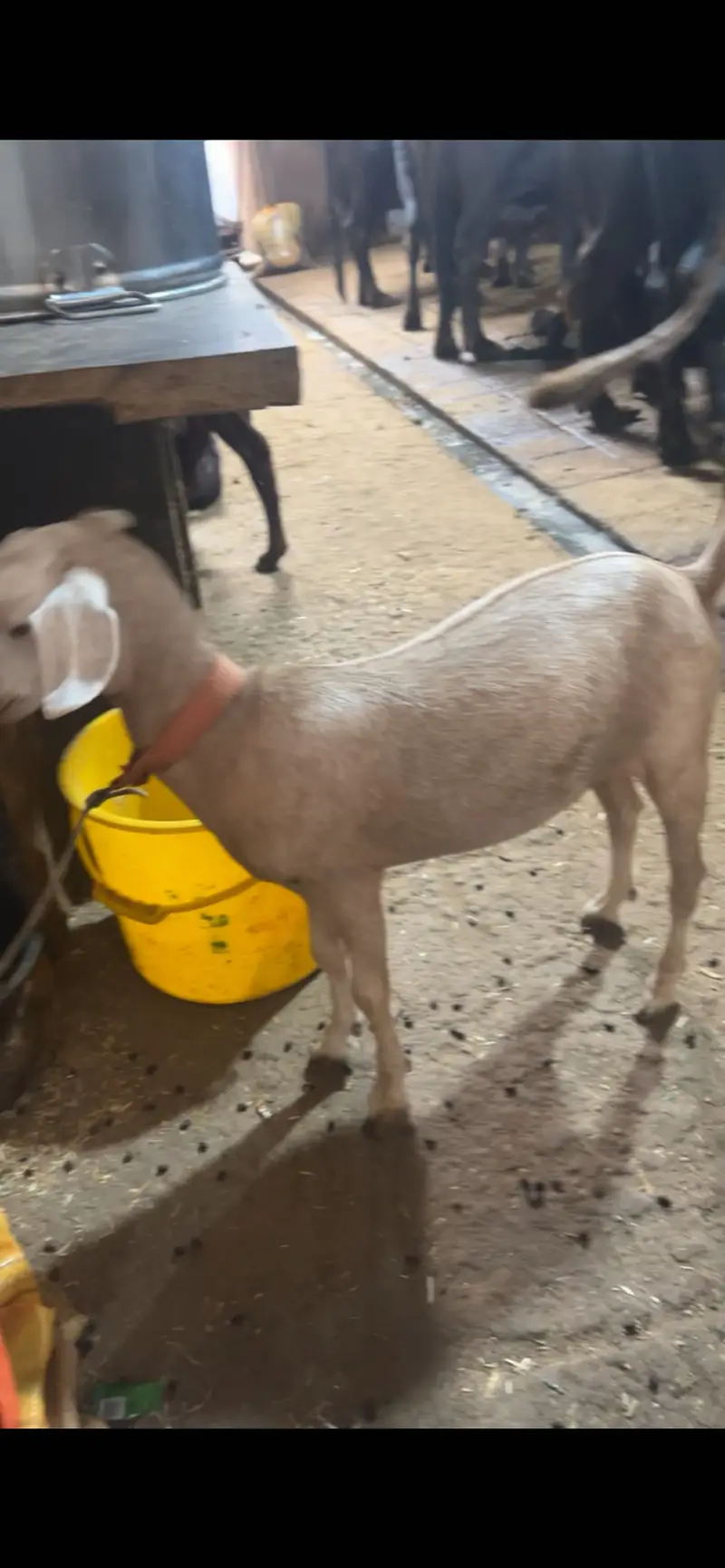 Tadi bakri for sell zero size ki — photo 2