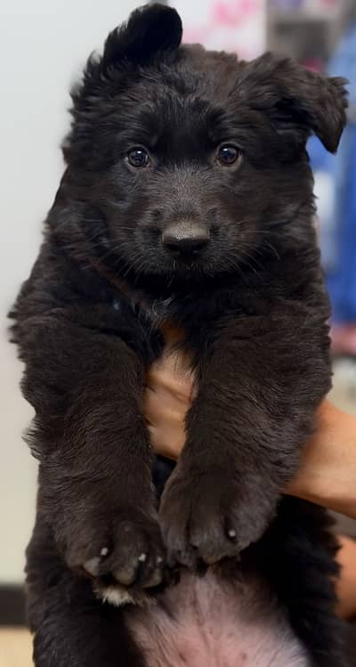German Shepherd Black Puppy