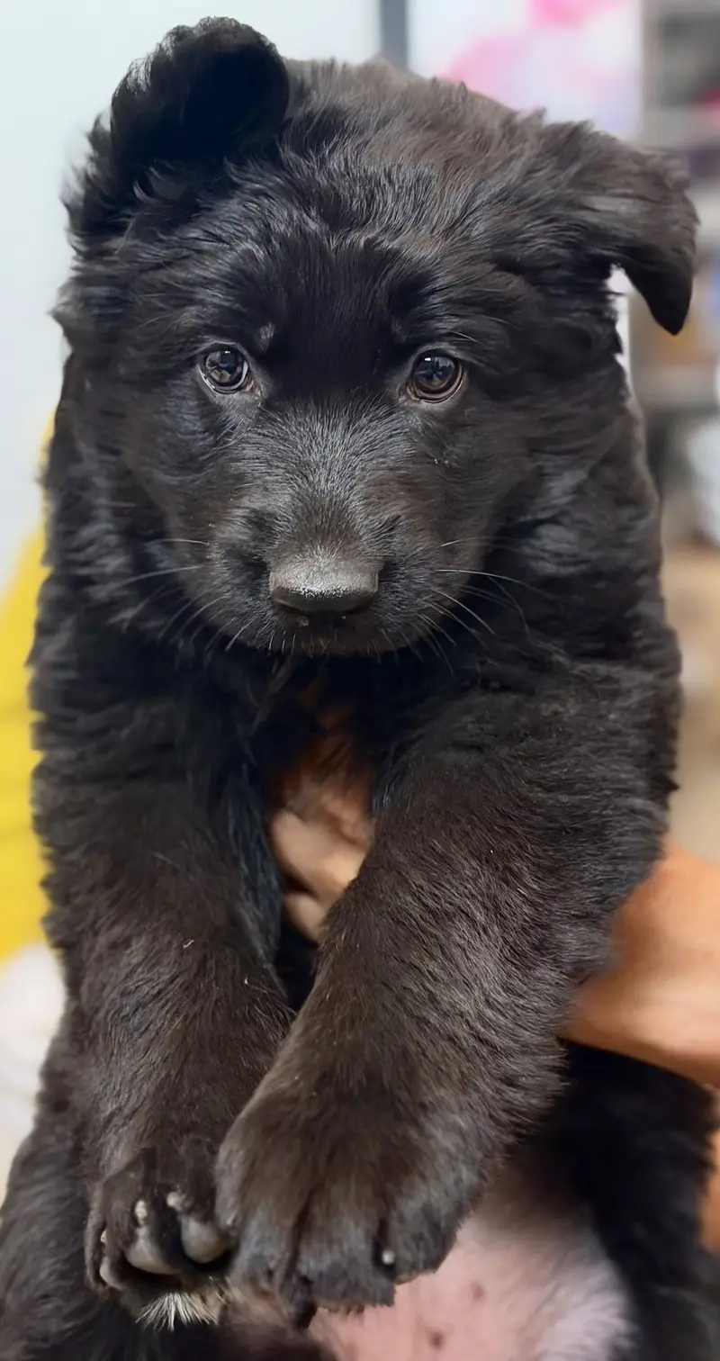 German Shepherd Black Puppy — photo 2