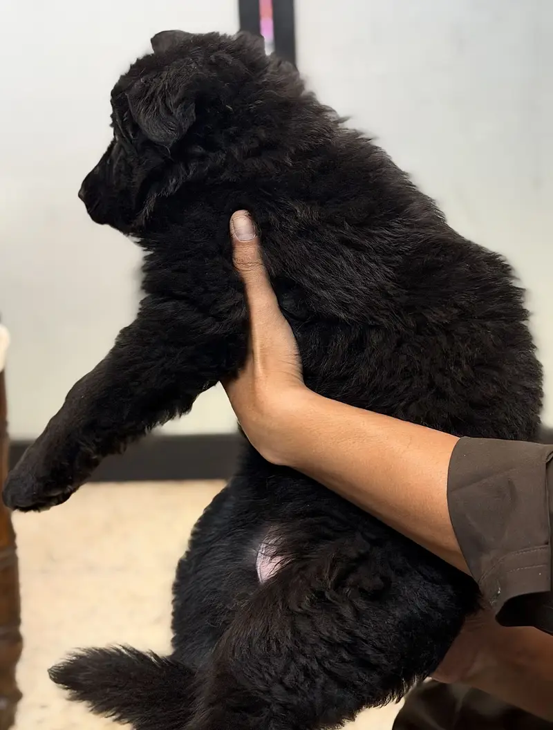 German Shepherd Black Puppy — photo 3