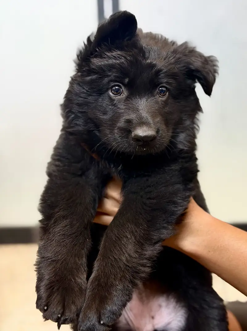 German Shepherd Black Puppy — photo 4