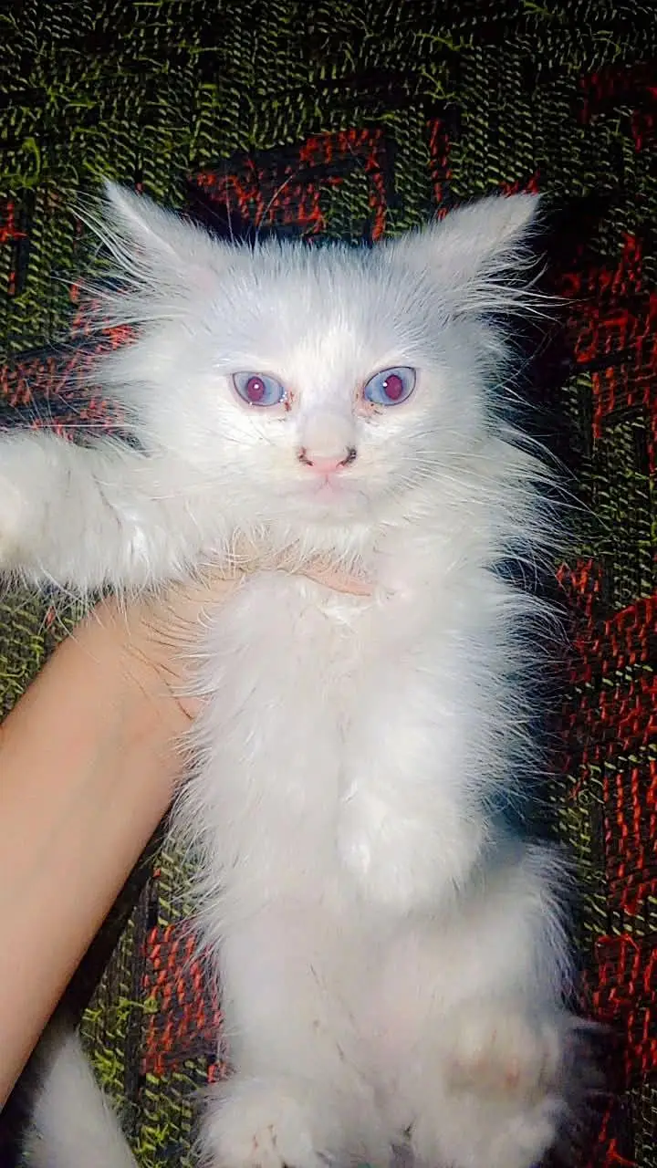 Persian cat baby