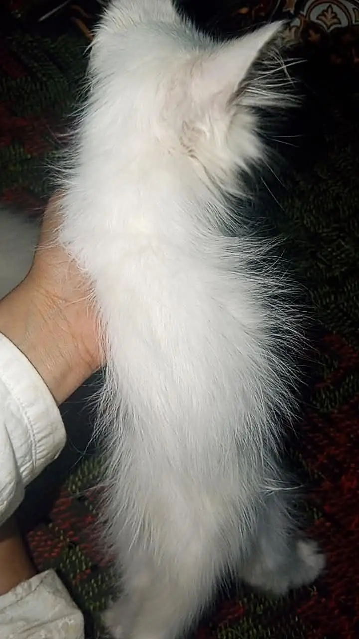 Persian cat baby — photo 2