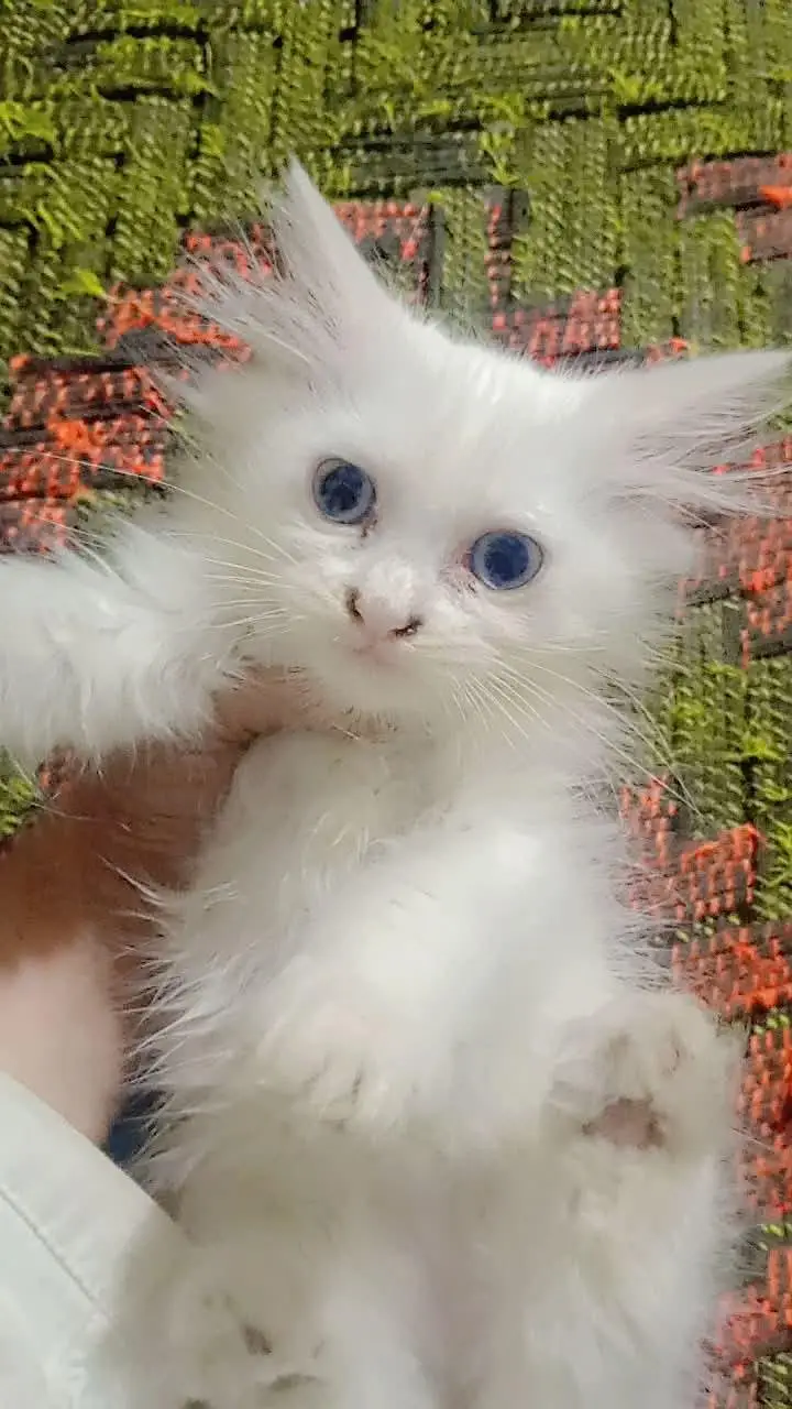 Persian cat baby — photo 3