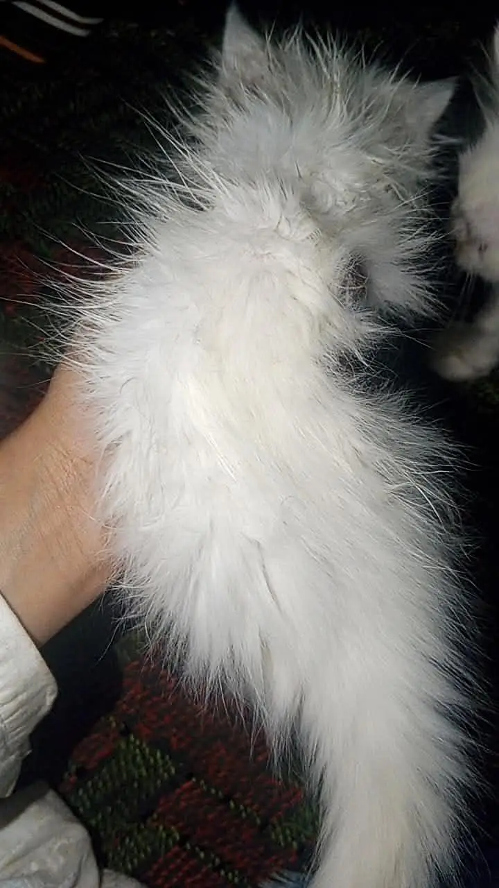 Persian cat baby — photo 4