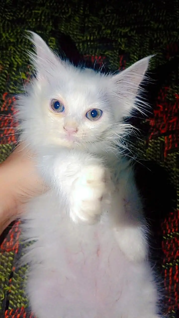 Persian cat baby — photo 5