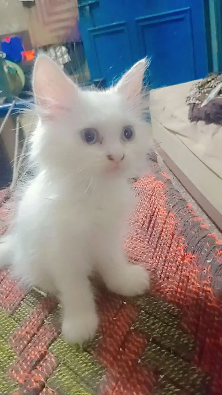 Persian cat baby — photo 6