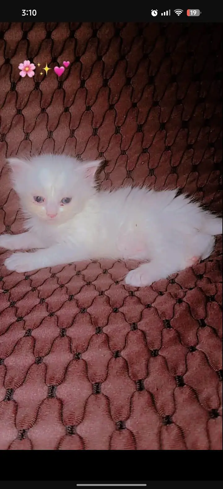 Persian cat baby — photo 7