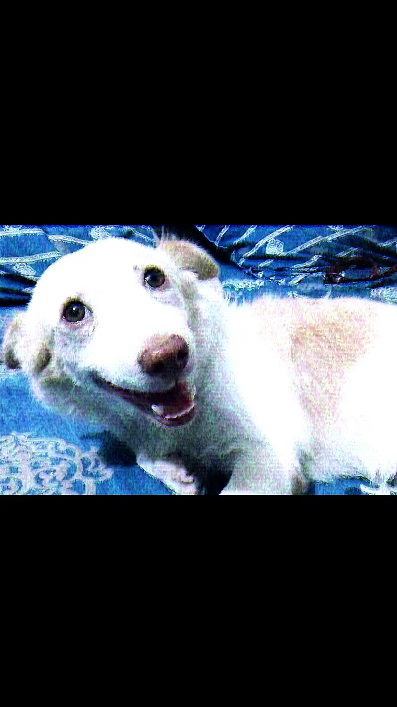 Russian breed dog named cherry and vaccinated and too much friendly.