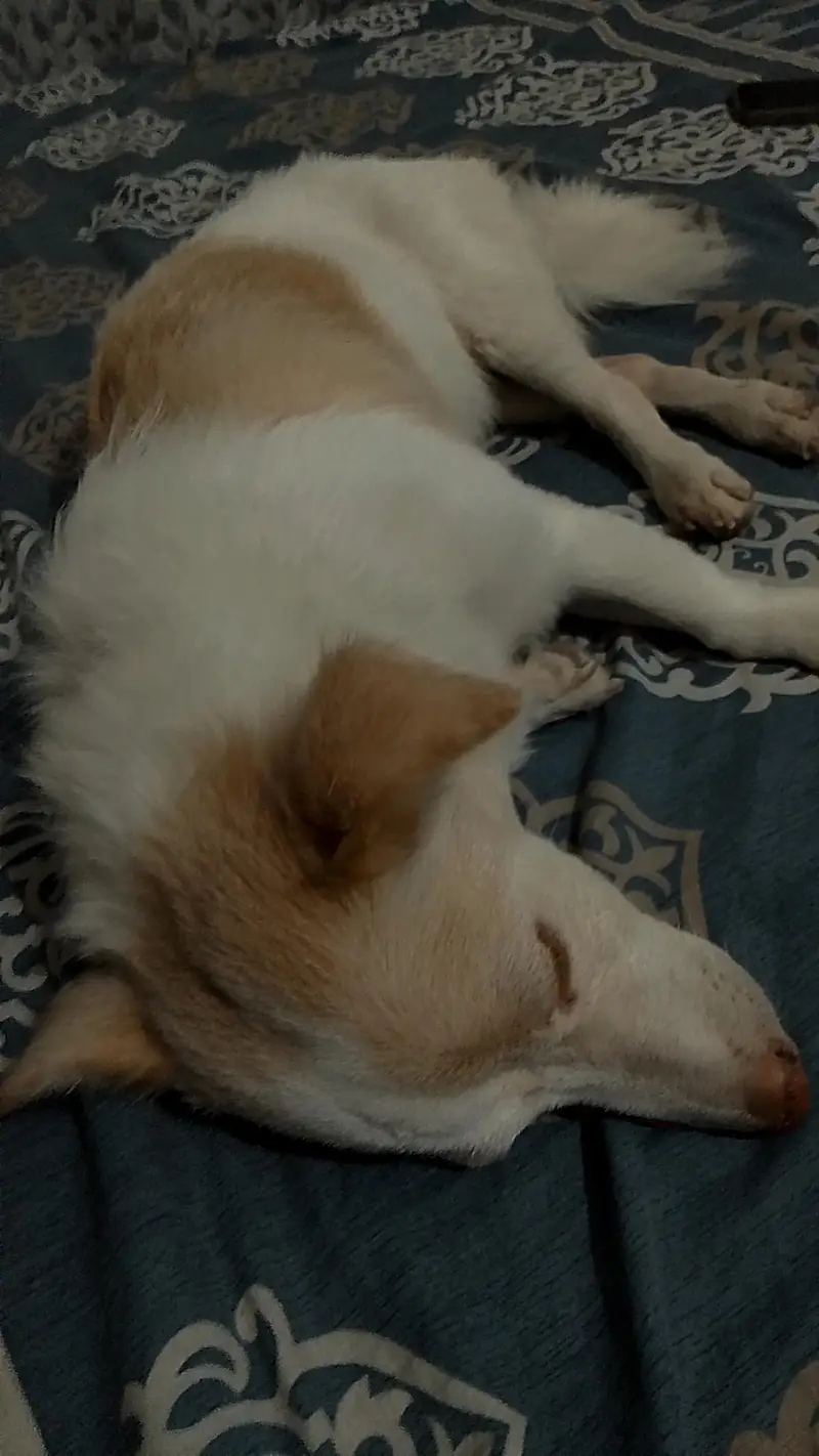 Russian breed dog named cherry and vaccinated and too much friendly. — photo 2