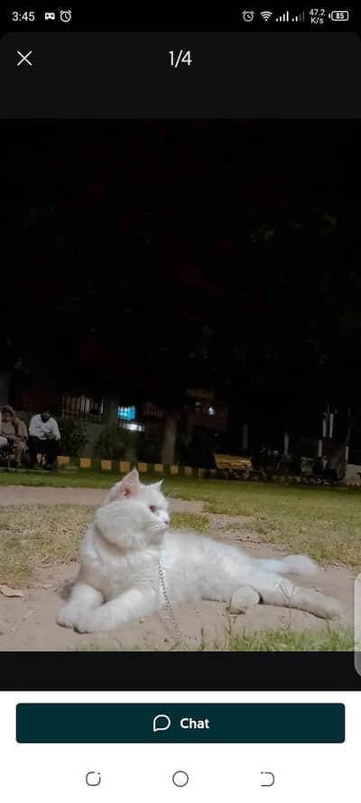 parchion cat for matting only not sale