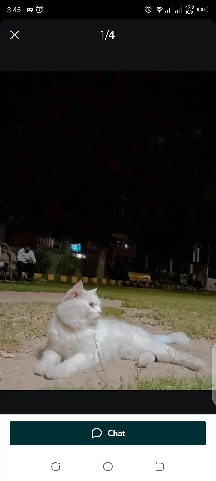 parchion cat for matting only not sale