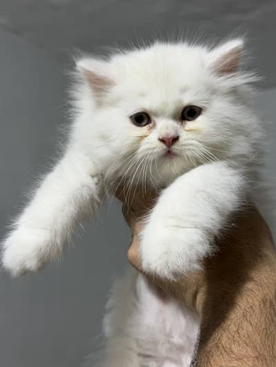 Persian kitten