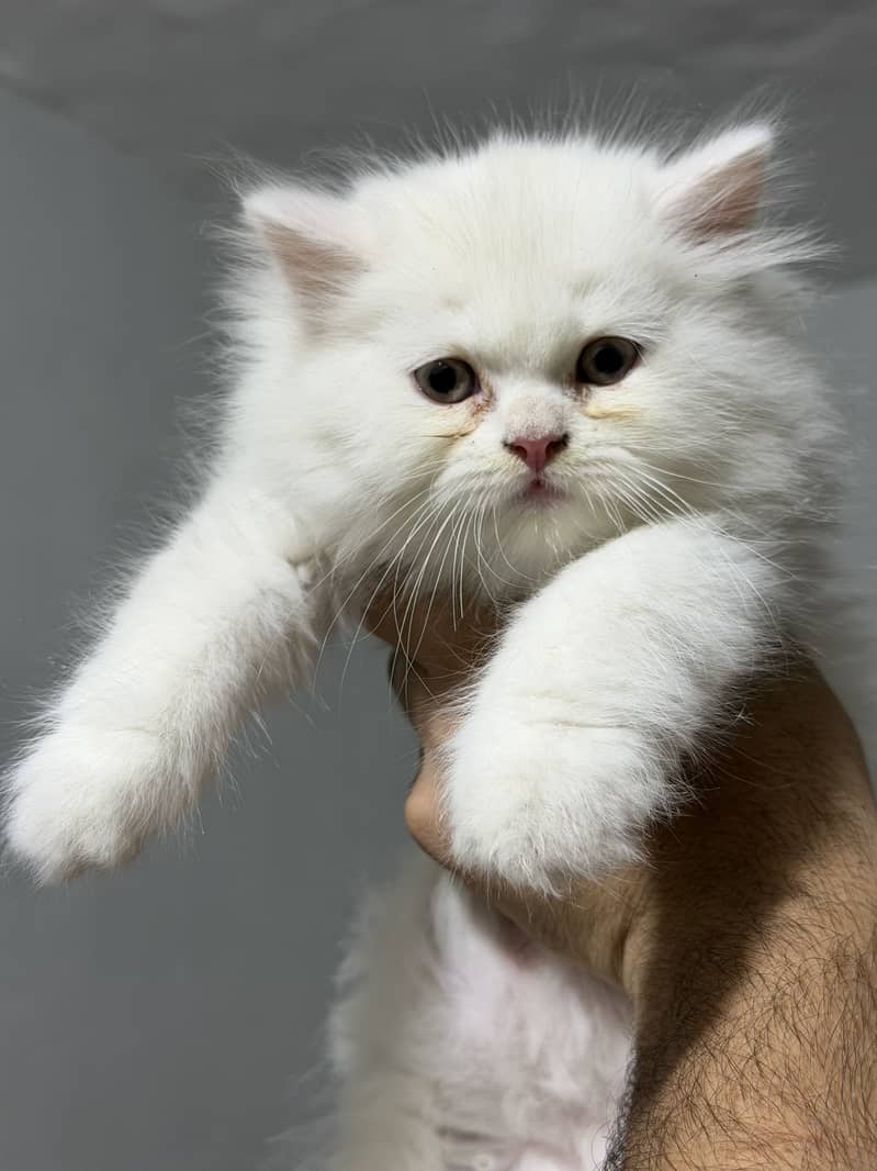 Persian kitten 0