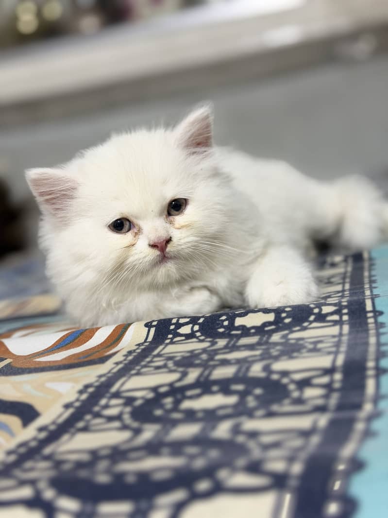 Persian kitten 1