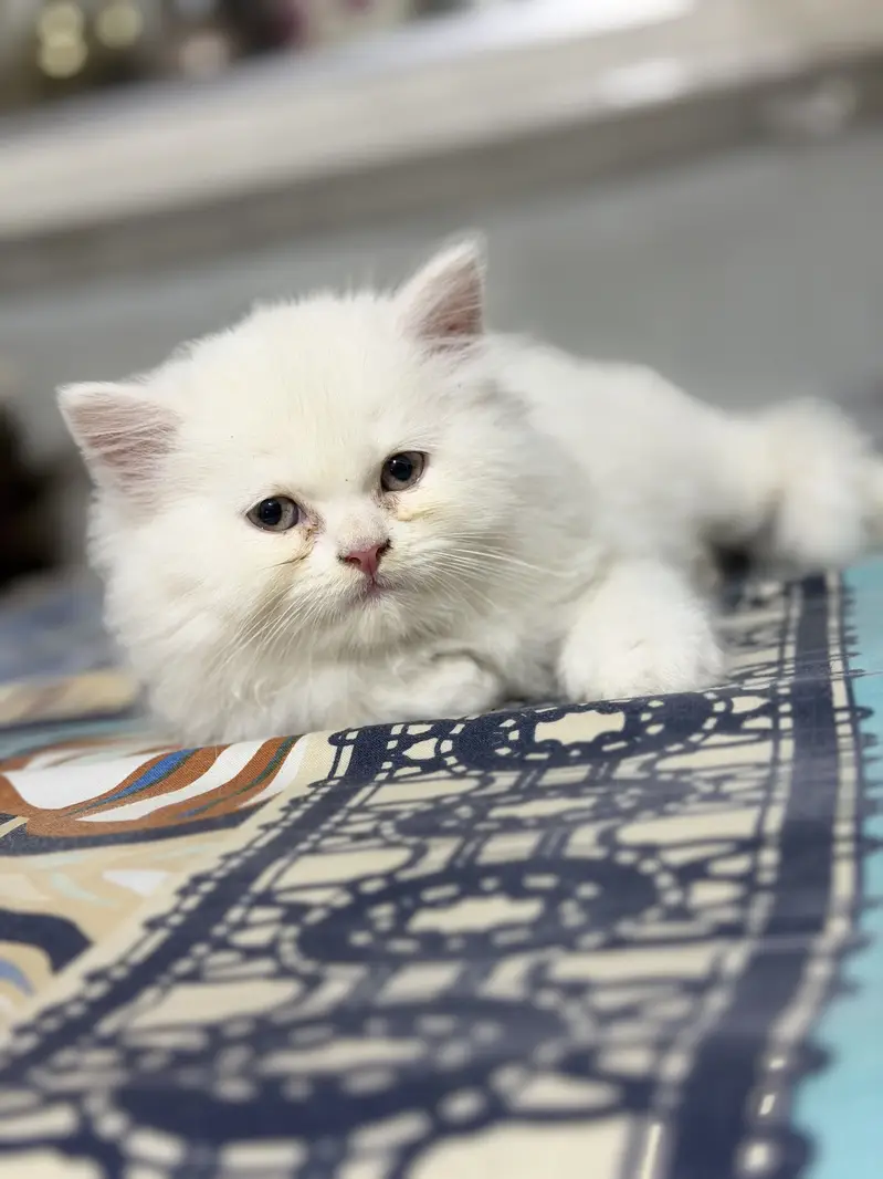 Persian kitten — photo 2