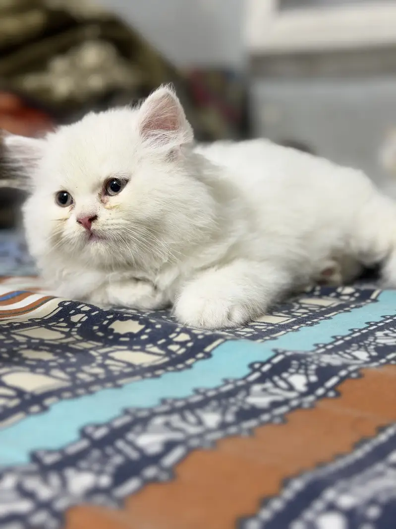Persian kitten — photo 3