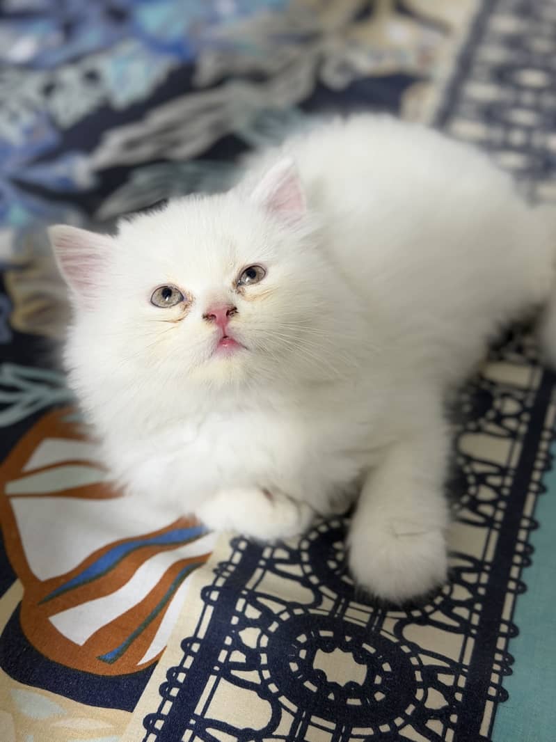 Persian kitten 3