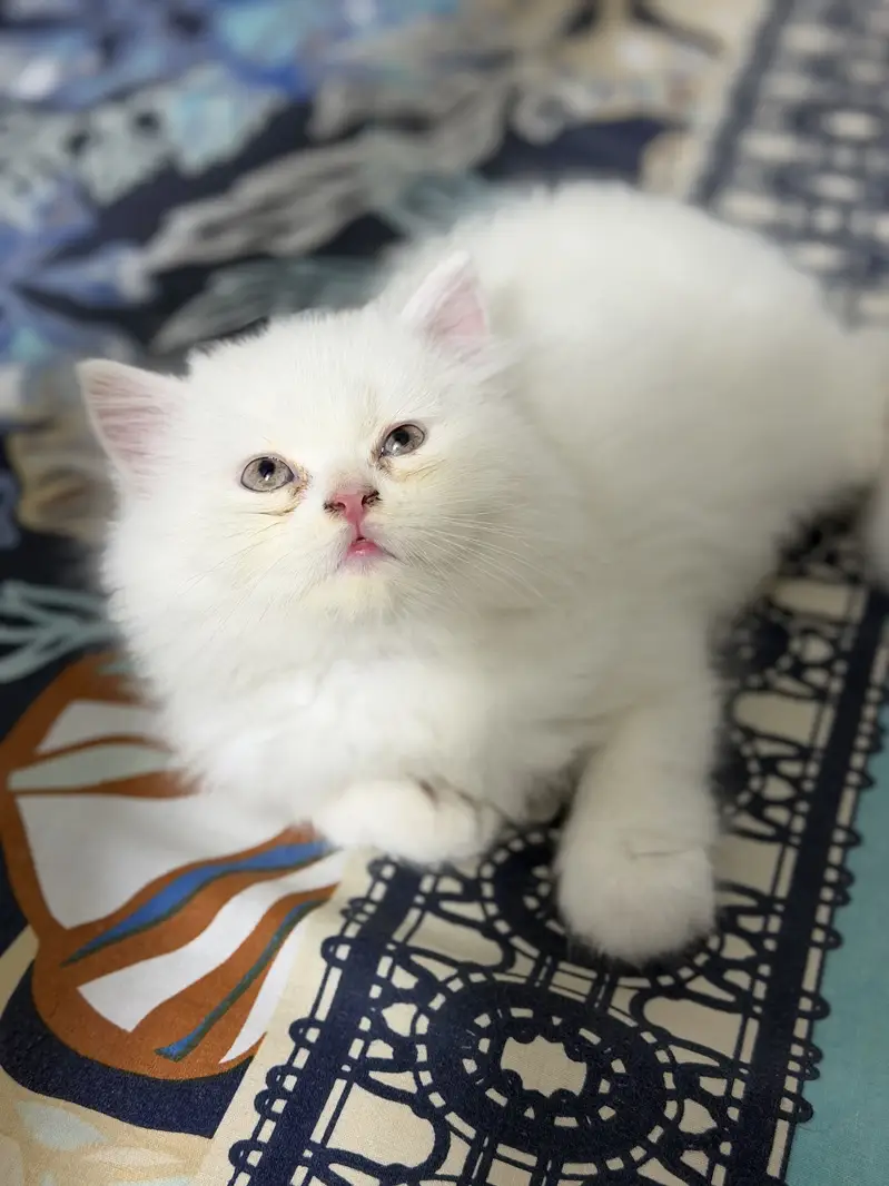 Persian kitten — photo 4