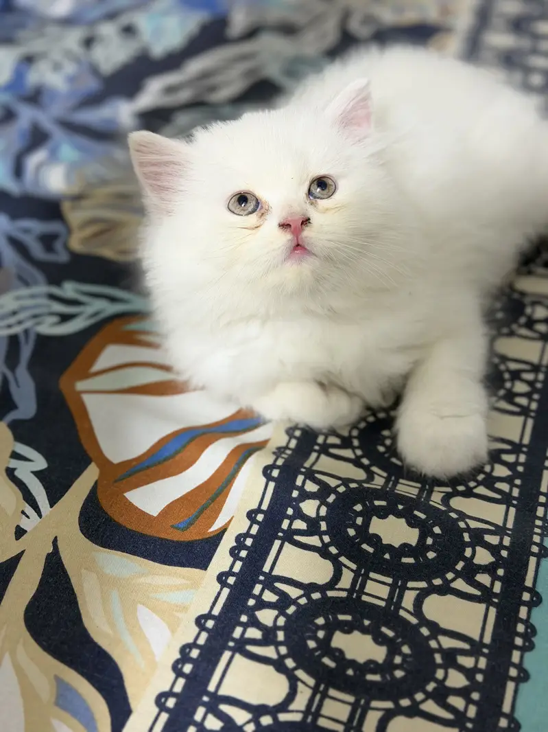 Persian kitten — photo 5
