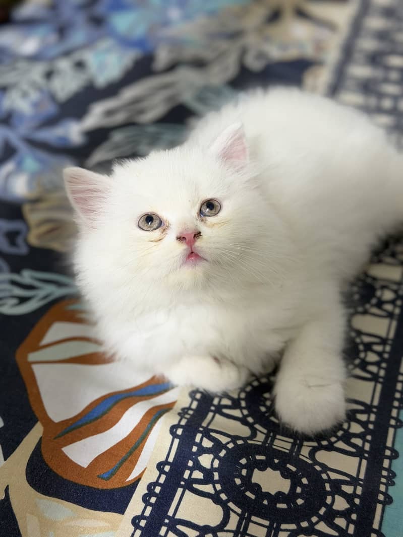 Persian kitten 5