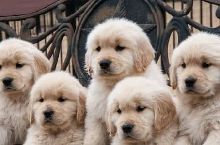 Imported Golden Retriever puppies KCP padigree