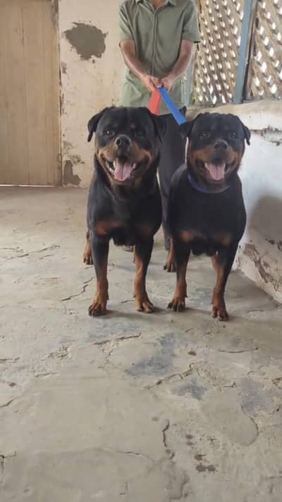 rottweiler breeder pair 0/3/2/9/9/1/8/1/6/3/3 whtsapp