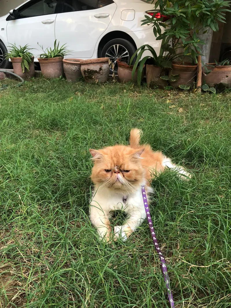 Male cat for matting — photo 3